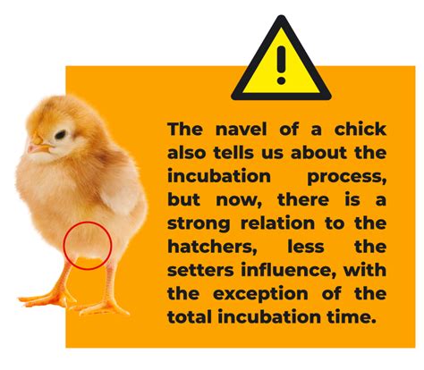 chicks meaning.